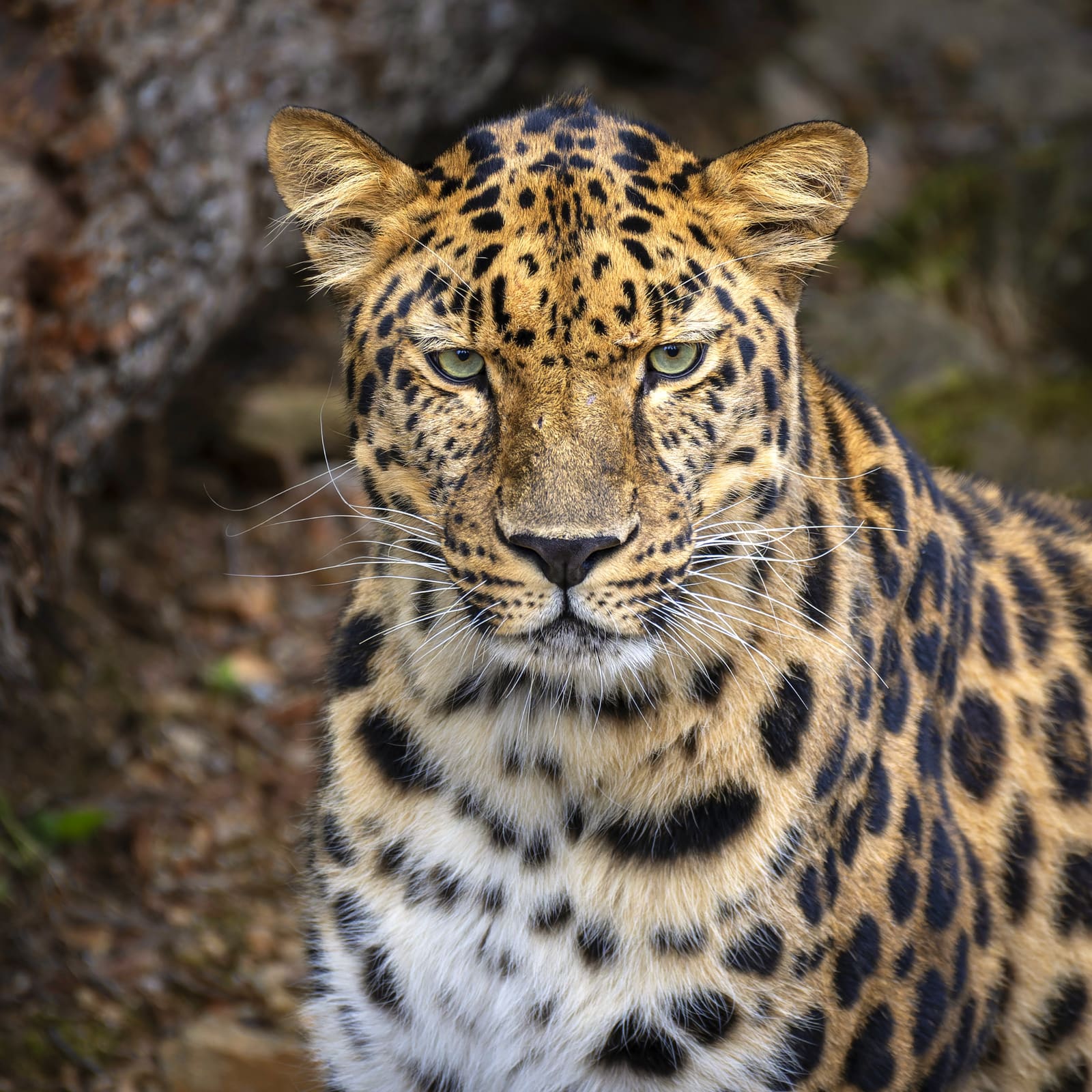 Horaires et tarifs du Parc Animalier d’Auvergne