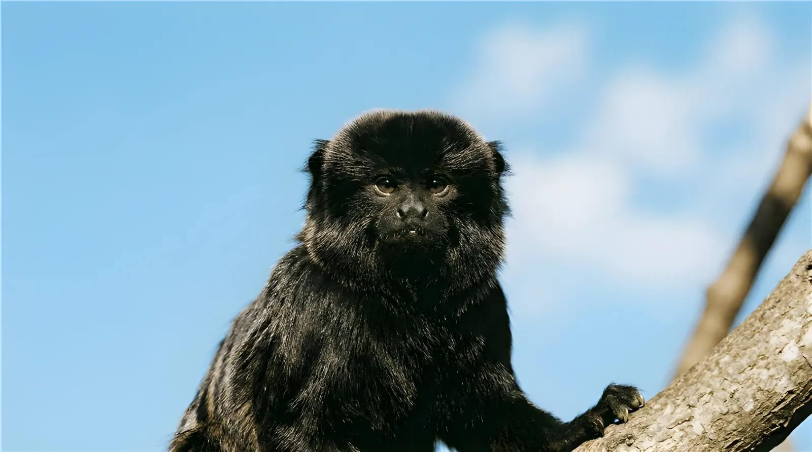 Un tamarin de Goeldi
